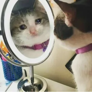 🐈 chat, chaton, triste, miroir, animal, animal de compagnie, chat domestique whatsapp sticker