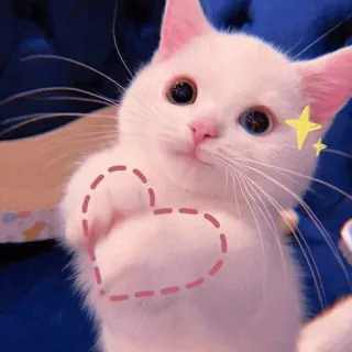 🧁 kot, kociak, biały kot, słodki, serce, zwierzę domowe, zwierzę telegram sticker