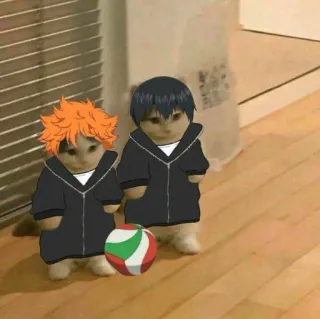 🏐 Hinata Shoyo, Tobio Kageyama Haikyuu!! haikyuu, anime, volleyball, hinata shoyo, tobio kageyama, manga, cats telegram sticker