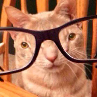 🤨 chat, lunettes, animal, animal de compagnie, mignon telegram sticker
