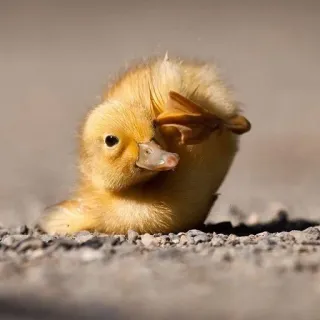 🌟 patito, pájaro, lindo, animal, bebé pato, amarillo telegram sticker