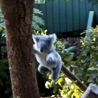 🐨 koala, animal, tree, wildlife, marsupial, australia telegram sticker