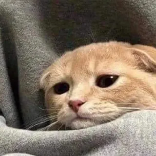 😔 cat, sad, cute, pet, animal, Scottish Fold telegram sticker