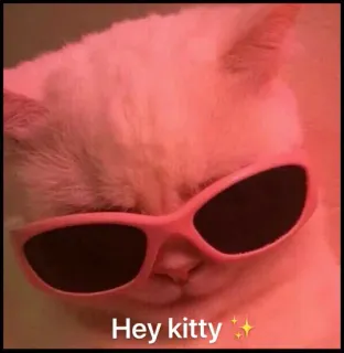 😎 Hey kitty แมว, สัตว์, ลูกแมว, แว่นกันแดด, เท่ telegram sticker