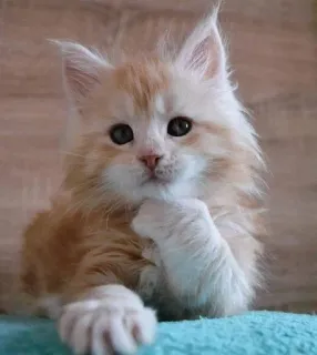 🌟 chat, chaton, animal, mignon, animal de compagnie, chat roux whatsapp sticker