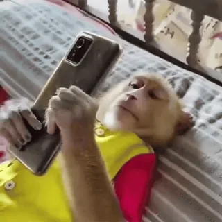 🌟 Affe, Handy, Tier, Smartphone, Primat, Säugetier whatsapp sticker