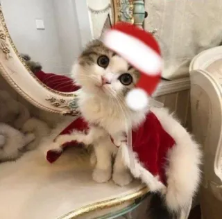 🤩 cat, christmas, santa, kitten, festive, holiday, cute, pet telegram sticker
