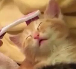 😉 cat, kitten, pet, brushing, grooming, animal, cute, domestic telegram sticker