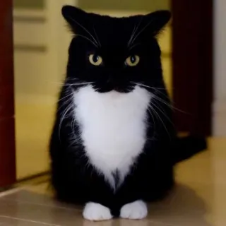 😐 cat, black cat, tuxedo cat, animal, pet, domestic animal, feline whatsapp sticker