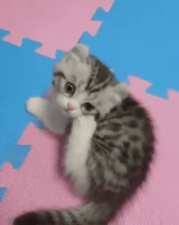 🥰 anak kucing, kucing, imut, hewan, hewan peliharaan, riang, Scottish Fold telegram sticker