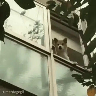😂 t.me/dogegif doge, Hund, Fenster, Telegram telegram sticker