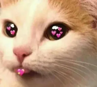 💕 고양이, 하트, 사랑, 밈, 동물, 애완 동물 whatsapp sticker