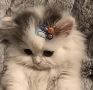 🍥 gato, gatinho, animal de estimação, animal, fofo, fofinho, gancho de cabelo telegram sticker