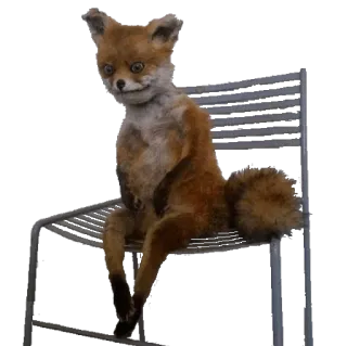 🐱 renard, animal, taxidermie, chaise, assis, drôle whatsapp sticker