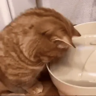 😻 cat, pet, drinking, water, feline, animal, orange telegram sticker