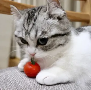 🍅 cat, kitten, tomato, cute, pet, animal whatsapp sticker