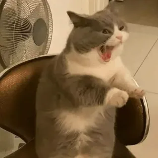 🐈 chat, en colère, mème, drôle, animal, mignon, animal de compagnie whatsapp sticker