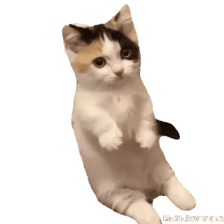 🤗 猫, 小猫, 可爱, 动物, 宠物, 三花猫 telegram sticker