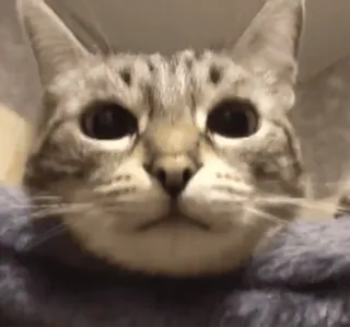 😐 gato, animal, animal de estimação, gato doméstico, felino, fofo whatsapp sticker