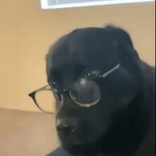 ๐ค dog, glasses, pet, animal, black lab, labrador, dog with glasses, funny, cute telegram sticker