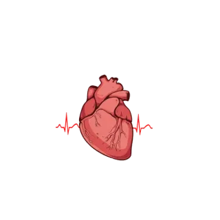 ❤️ heart, anatomy, medical, organ, health, biology telegram sticker