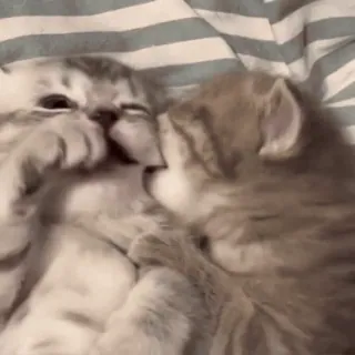 😘 mèo, mèo con, động vật, dễ thương, âu yếm, thú cưng telegram sticker