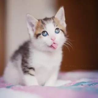 🐱 gatito, gato, mascota, animal, lindo, animal doméstico, animal pequeño, adorable, ojos azules telegram sticker