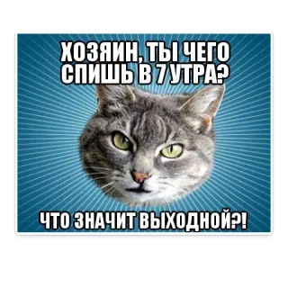😄 ХОЗЯИН, ТЫ ЧЕГО СПИШЬ В 7 УТРА?
ЧТО ЗНАЧИТ ВЫХОДНОЙ?! gato, mañana, humor, meme, gracioso, mascota, animal doméstico telegram sticker