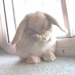 🐰 coelho, coelho, fofo, animal, animal de estimação, animal doméstico, fofo telegram sticker