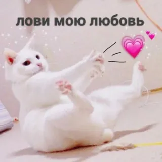 💗 лови мою любовь แมว, ความรัก, หัวใจ, สัตว์, น่ารัก whatsapp sticker
