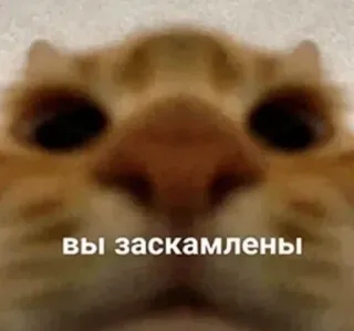 🤥 вы заскамлены cat, meme, scam, funny, animal whatsapp sticker