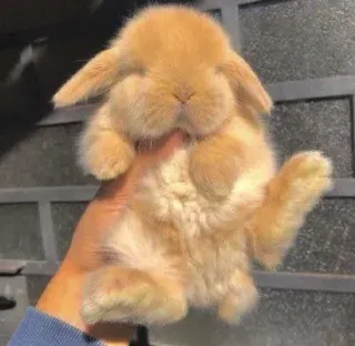 🌟 bunny, rabbit, animal, pet, cute, adorable whatsapp sticker