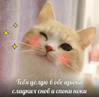 ✨ Тебя целую в обе щёки сладких снов и споки ноки Katze, niedlich, Tier, russisch, Text telegram sticker