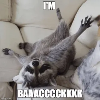 💃 I'M BAAACCCCCKKKK mapache, animal, meme, humor whatsapp sticker