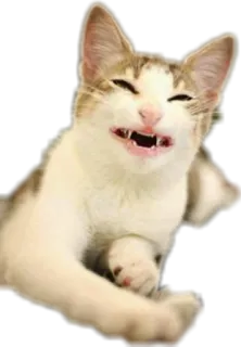 😡 猫, 小猫, 动物, 可爱, 搞笑, 宠物 telegram sticker