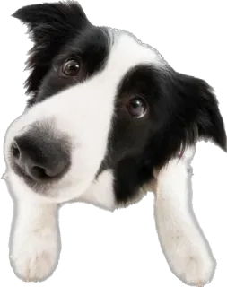 😮 cane, border collie, carino, animale, animale domestico, cucciolo telegram sticker