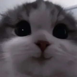 💗 кот, котёнок, милый, животное, питомец, мем telegram sticker