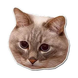 😓 cat, animal, pet, cute, feline telegram sticker