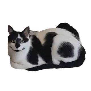 🙅‍♂️ chat, animal, animal de compagnie, animal domestique, noir et blanc, mammifère telegram sticker