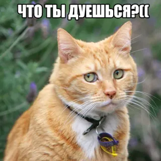 😢 ЧТО ТЫ ДУЕШЬСЯ?( gato, mascota, animal, mamífero, naranja, gato doméstico, retrato telegram sticker