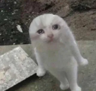 😭 cat, sad, animal, kitten, cute, meme whatsapp sticker