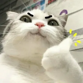 😾 猫, いいね, 動物, ミーム, かわいい, ポジティブ, OK telegram sticker