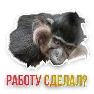 🧐 РАБОТУ СДЕЛАЛ? monkey, question, russian, job, task telegram sticker