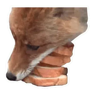 👅 fox, bread, animal, food, meme, funny, eating telegram sticker