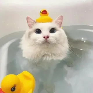 🍑 cat, rubber duck, bath, pet, animal, domestic animal, kitten telegram sticker