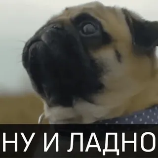 😠 НУ И ЛАДНО carlino, cane, russo, testo telegram sticker