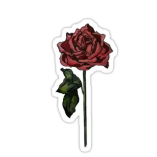 🌹 flower, rose, red rose, floral, plant, nature telegram sticker