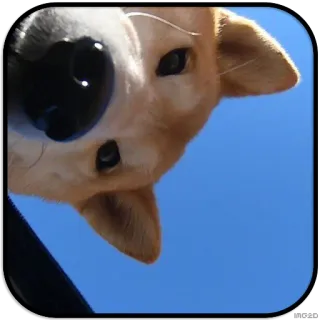 👀 dog, animal, sky, cute, pet telegram sticker