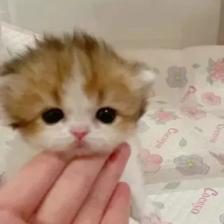 🙁 kitten, cute, cat, animal, pet, small whatsapp sticker