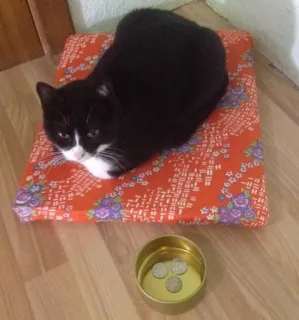 💰 gato, gato blanco y negro, almohada, mascota, animal doméstico, monedas telegram sticker
